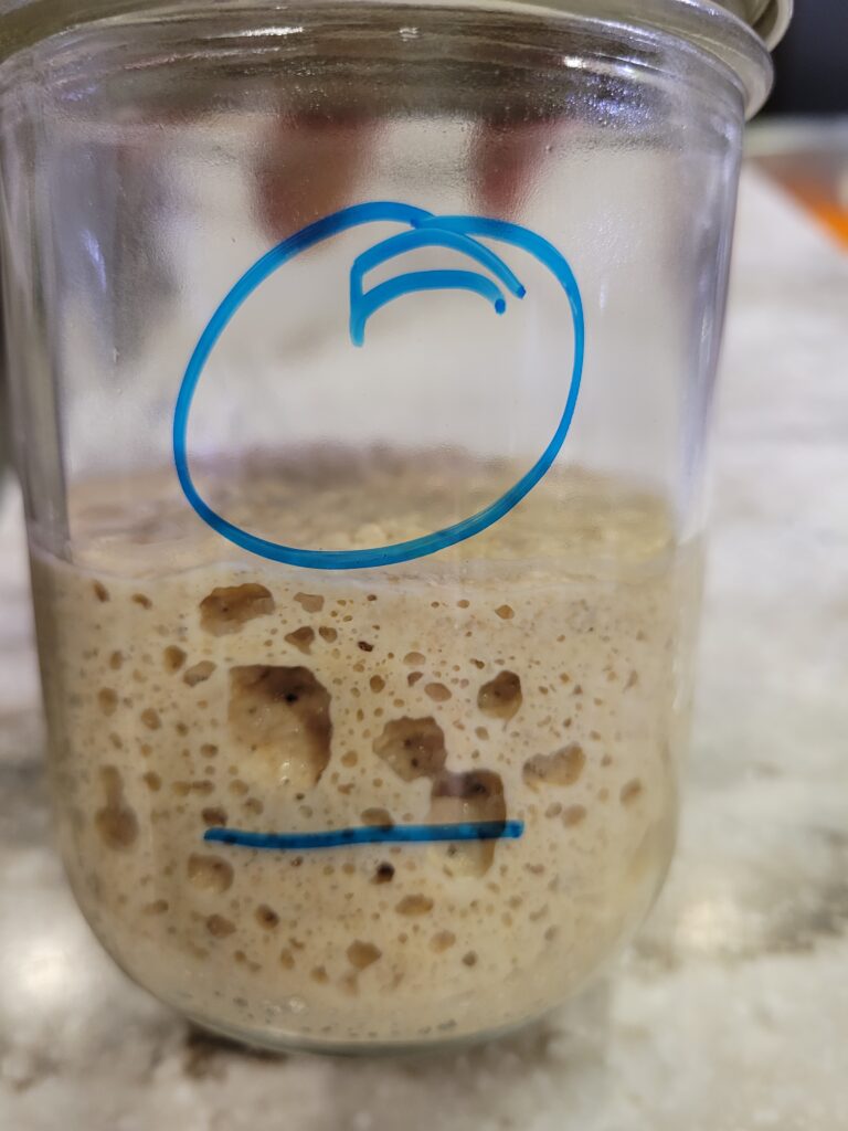 mason jar of Bubbles my sourdough starter made with fresh milled flour showing it doubled