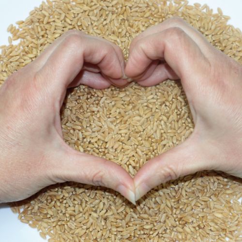 Plate of whole Einkorn Wheat Berries with hands in the shape of a heart over top