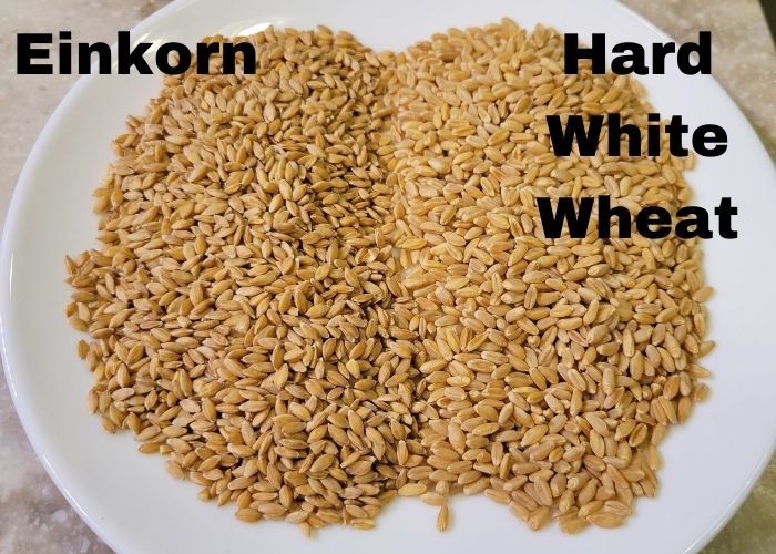 close up plate of whole Einkorn on the left and hard white wheat on the right