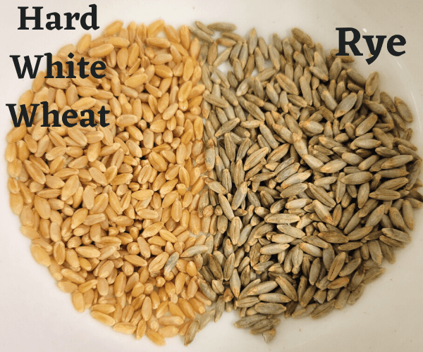 a white bowl showing hard white wheat berries on the left and whole rye kernels on the right