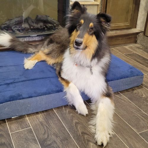 Large tricolor Rough coat collie laying on a navy blue dog bed waiting for cranberry oat dog treats