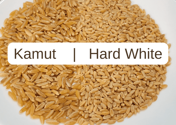 close up showing kamut next to modern hard white wheat berries to show the difference