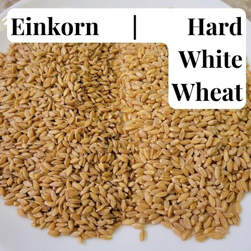 whole einkorn on the left and whole hard white wheat berries on the right