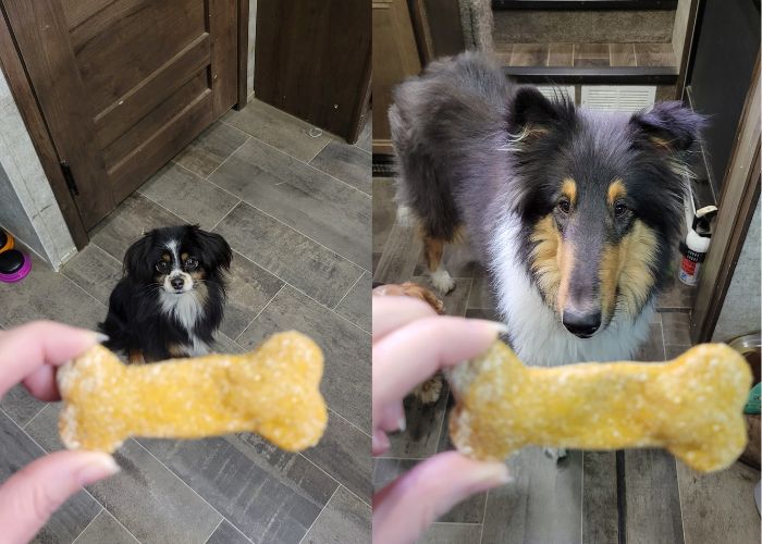 My dogs enjoying their homemade dog treats. left shows a tricolor mini Aussie and the right shows a large tricolor rough collie. Both are waiting their homemade pumpkin dog treats.