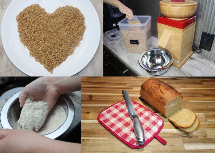 heart shaped pile of whole wheat berries on a plate, a stone grain mill, a bowl of freshly milled flour with a hand lifting up the flour, a loaf of whole wheat bread sliced next to a knife and hot pad.