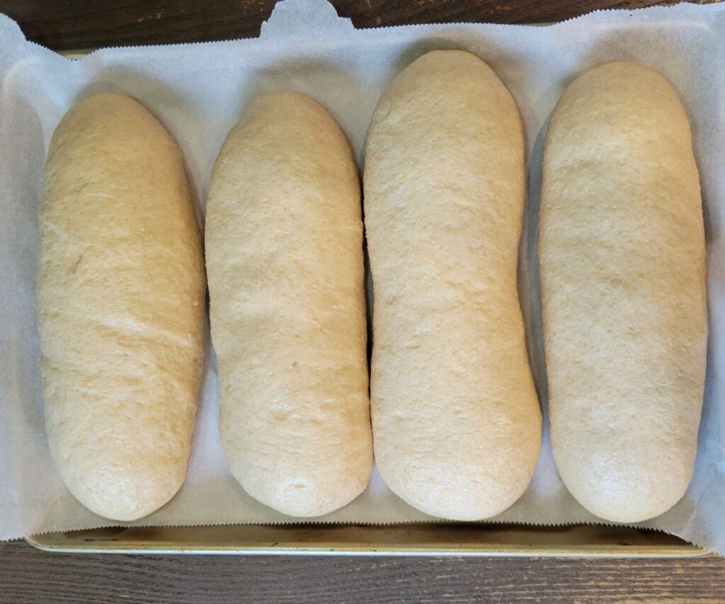 four fresh milled flour sub buns rising on a baking tray with parchment paper waiting to be baked.