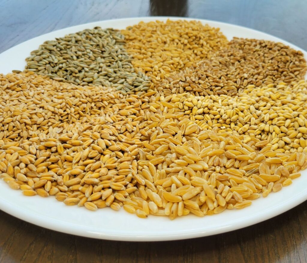 7 different kind of raw whole wheat berries on a plate.