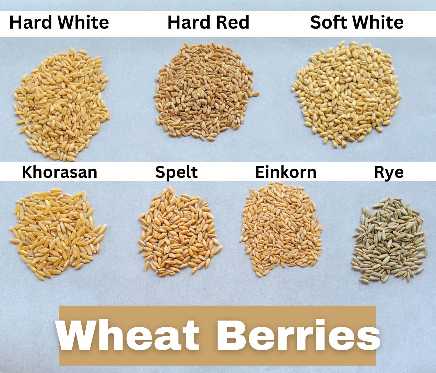 Wheat Berries Deciphered Unlocking the Secrets of Flour Varieties