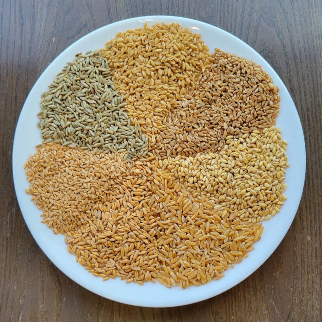 a round white plate with 7 different types of whole wheat berries piled into wedges (like pie) showing the differences and beauty of each whole grain type.