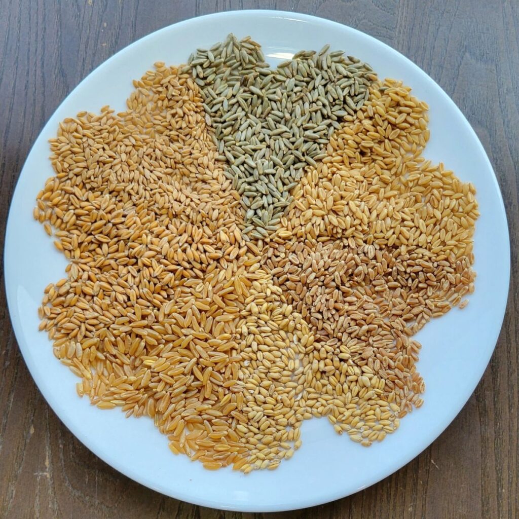 a round white plate with wedges of 7 different sections showing different varieties of whole wheat berries