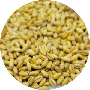a close up of whole soft white wheat berries