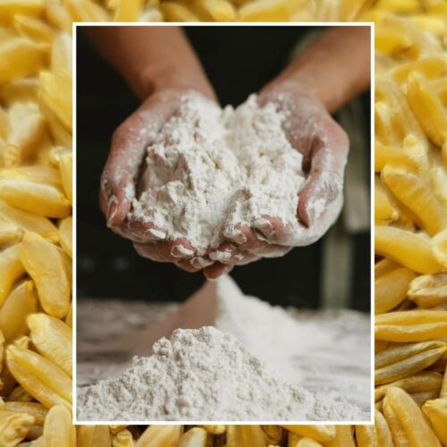 a close up of wheat berries behind a photo of hands holding AP (All-Purpose) Flour from Fresh Milled Flour