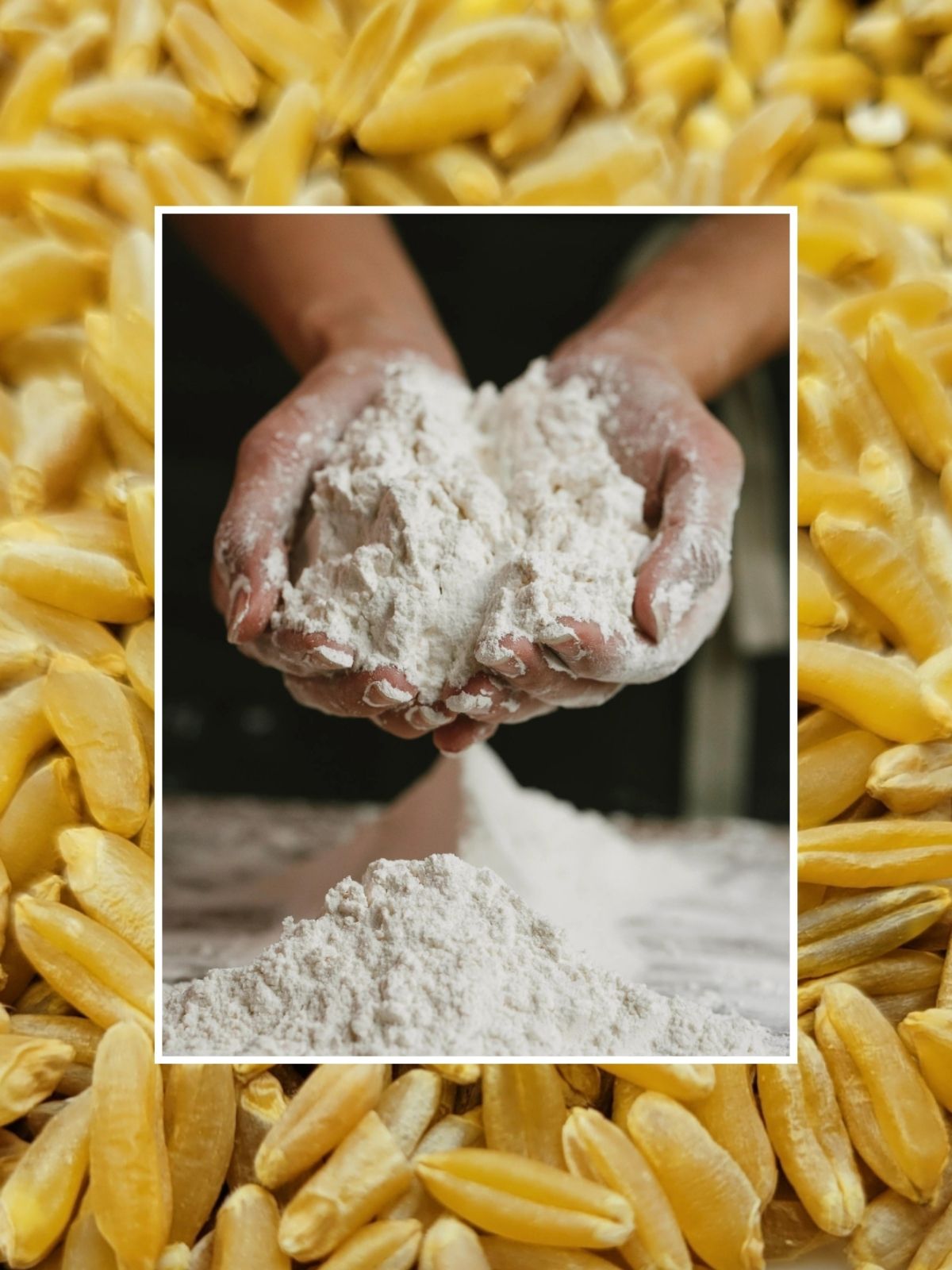 a close up of wheat berries behind a photo of hands holding AP (All-Purpose) Flour from Fresh Milled Flour