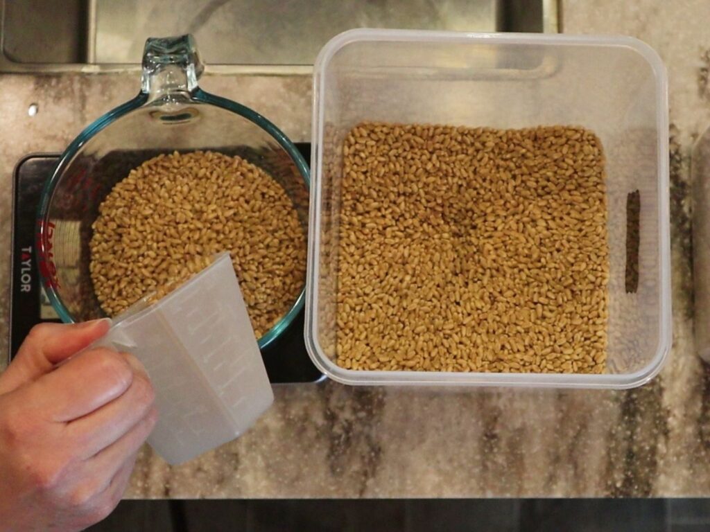hand measuring out wheat berries to mill into flour