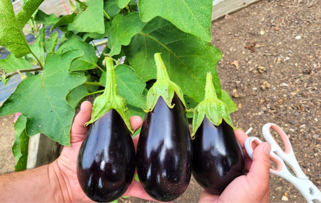 Picking fresh eggplants from the garden