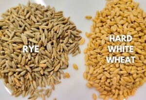 Whole Rye vs hard white wheat berries