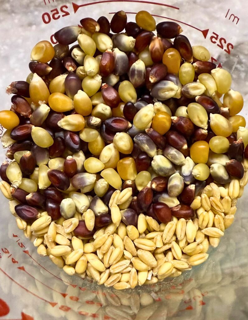 soft white wheat berries with popcorn